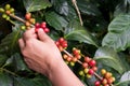 Fresh arabica coffee beans on coffee tree Royalty Free Stock Photo