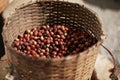 Fresh Arabica coffee berries in basket Royalty Free Stock Photo