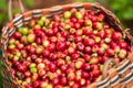 Fresh Arabica coffee berries in basket. Organic coffee farm on B Royalty Free Stock Photo