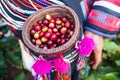 Fresh Arabica coffee berries in beautiful wicker basket of tribe Royalty Free Stock Photo