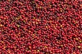 Fresh Arabica coffee berries . Organic coffee farm