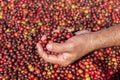 Fresh Arabica coffee berries . Organic coffee farm