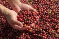 Fresh Arabica coffee berries . Organic coffee farm