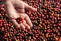 Fresh Arabica coffee berries . Organic coffee farm Royalty Free Stock Photo