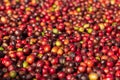 Fresh Arabica coffee berries . Organic coffee farm Royalty Free Stock Photo