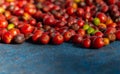 Fresh Arabica coffee berries . Organic coffee farm Royalty Free Stock Photo