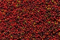 Fresh Arabica coffee berries . Organic coffee farm Royalty Free Stock Photo