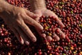 Fresh Arabica coffee berries . Organic coffee farm Royalty Free Stock Photo