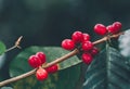 Fresh Arabica coffee berries . Organic coffee farm