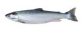 Fresh arctic char fish isolated on white Royalty Free Stock Photo