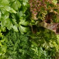 Fresh aromatic culinary herbs as a background. Lettuce, dill, leaf celery and small leaved basil Royalty Free Stock Photo