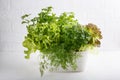 Fresh aromatic culinary herbs in pot on white background. Lettuce, dill, leaf celery and small leaved basil. Kitchen garden of
