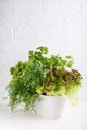Fresh aromatic culinary herbs in pot on white background. Lettuce, dill, leaf celery and small leaved basil. Kitchen garden of Royalty Free Stock Photo