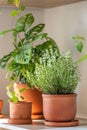 Fresh aromatic garden herbs in terracotta pot in kitchen. Herbal Thyme plants for cooking