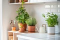 Fresh aromatic garden herbs in terracotta pot in kitchen. Herbal plants for cooking - mint and thyme