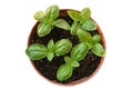 Fresh aromatic green basil plant with leaves in pot close-up on white background. Organic herb and spice, used in cooking Royalty Free Stock Photo