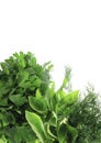 Fresh aromatic herbs. Isolated without shadow on white.Blue and green basil, parsley, dill, cilantro.Fresh basil leaves