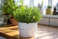 Fresh aromatic oregano in a pot on white background. Aromatic herbs, home gardening concept. Royalty Free Stock Photo