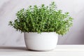 Fresh aromatic oregano in a pot on white background. Aromatic herbs, home gardening concept.