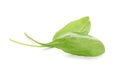 Fresh aromatic sorrel on white background Royalty Free Stock Photo