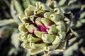 Fresh artichoke in the garden Royalty Free Stock Photo