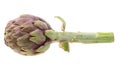 fresh artichoke isolated