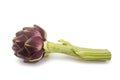 Fresh artichoke Royalty Free Stock Photo