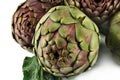 Fresh artichokes Royalty Free Stock Photo