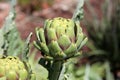 Fresh artichokes growing in a garden. Vegetables for a healthy diet. Horticulture artichokes, close up shot of green artichokes