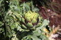 Fresh artichokes growing in a garden. Vegetables for a healthy diet. Horticulture artichokes, close up shot of green artichokes