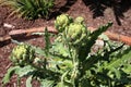 Fresh artichokes growing in a garden. Vegetables for a healthy diet. Horticulture artichokes, close up shot of green artichokes