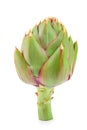 Fresh Artichokes isolated on white background closeup Royalty Free Stock Photo