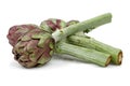 Fresh artichokes isolated on white background Royalty Free Stock Photo