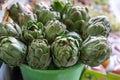 Fresh artichokes for sale at farmer`s market. Royalty Free Stock Photo