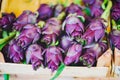 Fresh artichokes of venezia market also called Carciofi in italian language. Italy Royalty Free Stock Photo