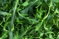 Fresh arugula Eruca, cruciferous plant and cabbage Brassicaceae close-up.