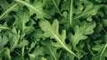 Fresh arugula leaves close up.