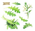 Fresh Arugula leaves, flowers and bunch isolated on white watercolor illustration