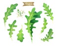 Fresh Arugula leaves and flowers isolated on white watercolor illustration