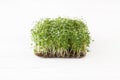 Fresh arugula sprouts on linen mat on white wood, copy space. Arugula sprouter, microgreens Royalty Free Stock Photo