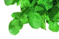 Fresh arugula on white background