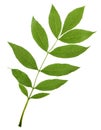 Green Ash branch