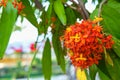 Fresh ashoka tree blooming flower or saraca asoca . bouquet orange and red petals hanging with green leaves on tree in botany natu