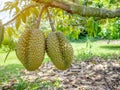 Fresh asian durian on tree. The king of fruits