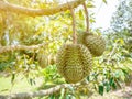Fresh asian durian on tree. The king of fruits