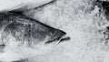 Fresh Asian seabass, giant seaperch, barramundi or silver seaperch fish on ice with copy space in black and white tone Royalty Free Stock Photo