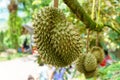 tropical durian on tree in nature background at garden. The king of fruits. Durian tree