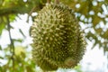 tropical durian on tree in nature background at garden. The king of fruits. Durian tree