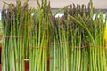 Fresh asparagus