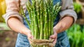 Fresh asparagus bunch held by hand, selection on blurred background with copy space Royalty Free Stock Photo